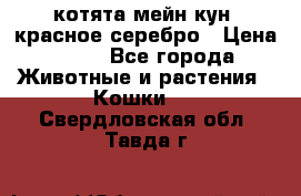 котята мейн кун, красное серебро › Цена ­ 30 - Все города Животные и растения » Кошки   . Свердловская обл.,Тавда г.